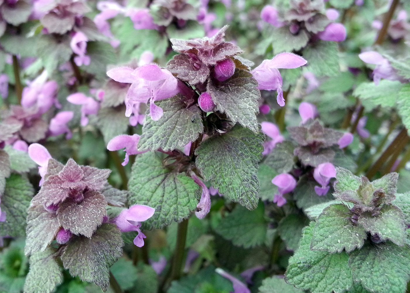 Изображение особи Lamium purpureum.