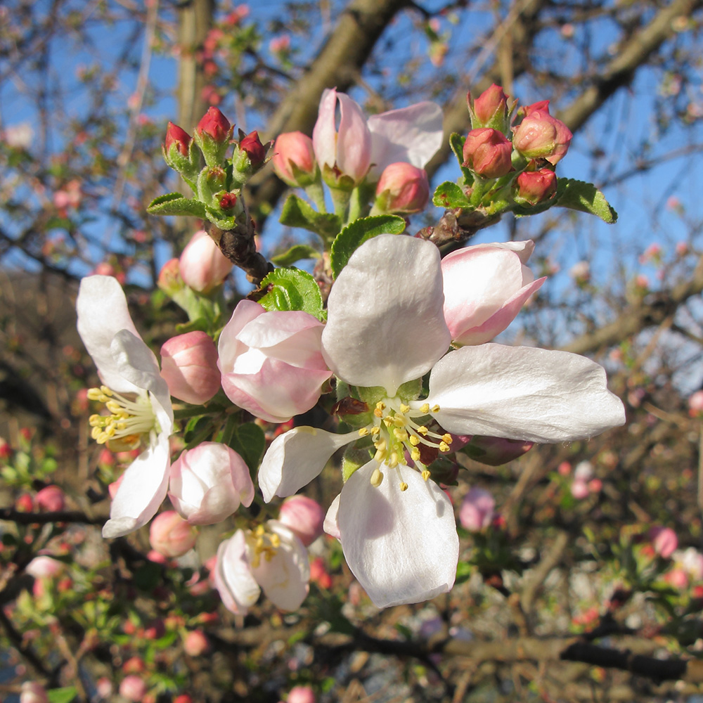 Изображение особи Malus orientalis.