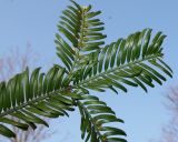 Cephalotaxus разновидность drupacea