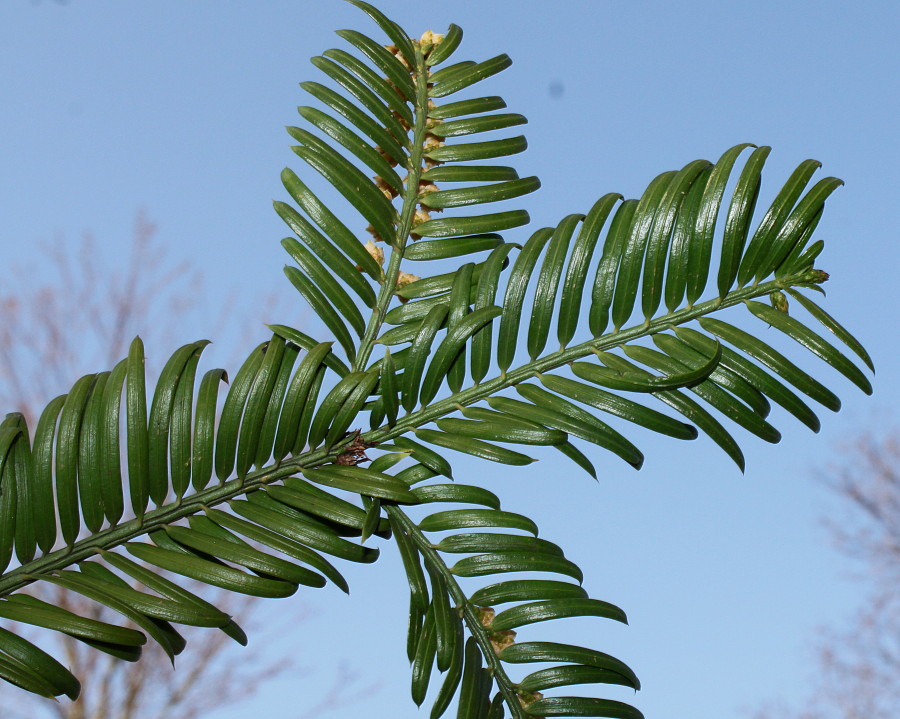 Image of Cephalotaxus harringtonia var. drupacea specimen.