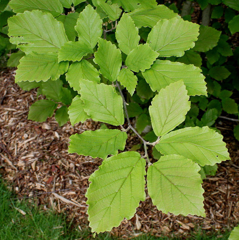 Image of Hamamelis vernalis specimen.