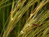 Stipa pulcherrima. Части соцветий. Украина, Кривой Рог, Ботанический сад НАН Украины, Национальная коллекция ковылей. 08.05.2014.