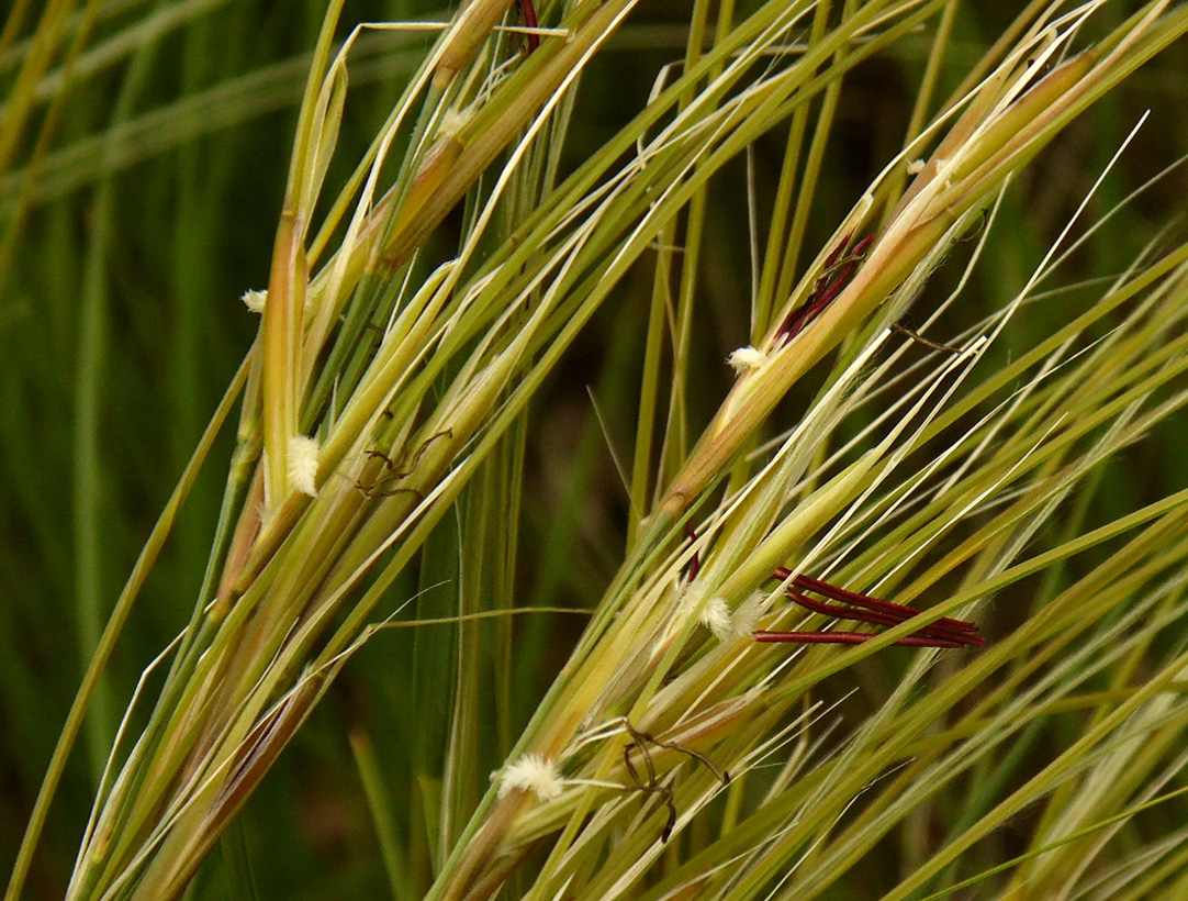 Изображение особи Stipa pulcherrima.