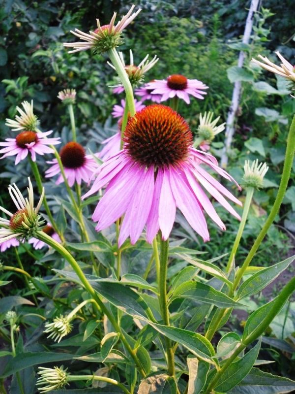 Image of Echinacea purpurea specimen.