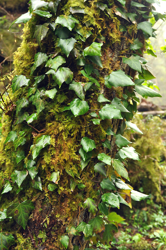 Image of Hedera colchica specimen.
