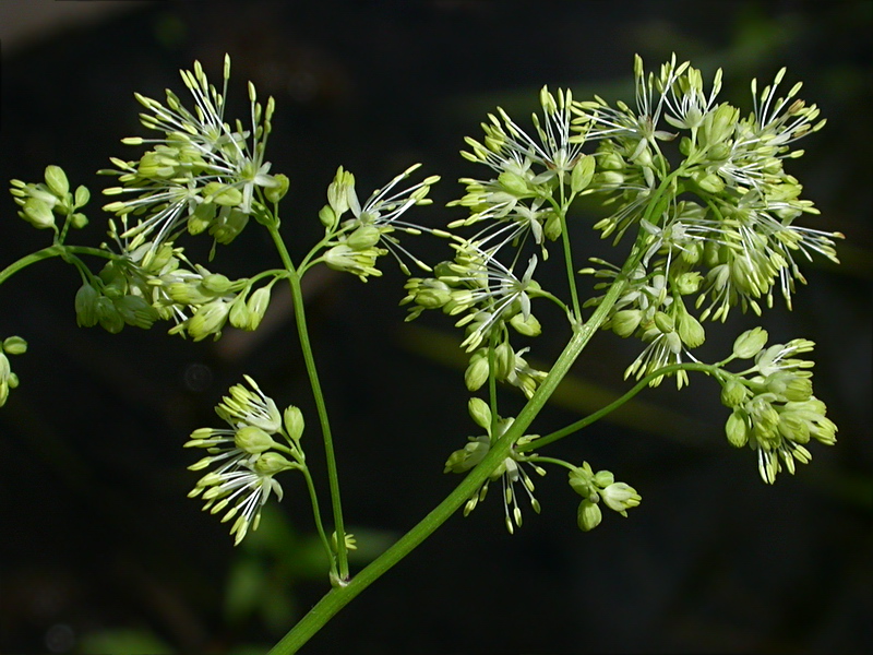 Изображение особи Thalictrum lucidum.