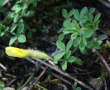 Chamaecytisus hirsutus