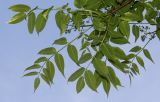 Phellodendron japonicum. Ветка с соцветиями. Германия, г. Дюссельдорф, Ботанический сад университета. 04.05.2014.