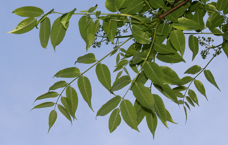 Изображение особи Phellodendron japonicum.