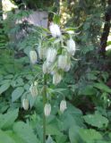 Lilium pilosiusculum. Верхушка расцветающего растения. Москва, Филиал Ботсада МГУ \"Аптекарский огород\". 03.06.2014.