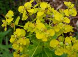 Euphorbia lucida. Цветки с завязью. Германия, г. Дюссельдорф, Ботанический сад университета. 02.06.2014.