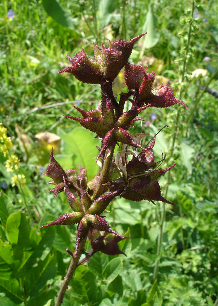 Image of Dictamnus angustifolius specimen.