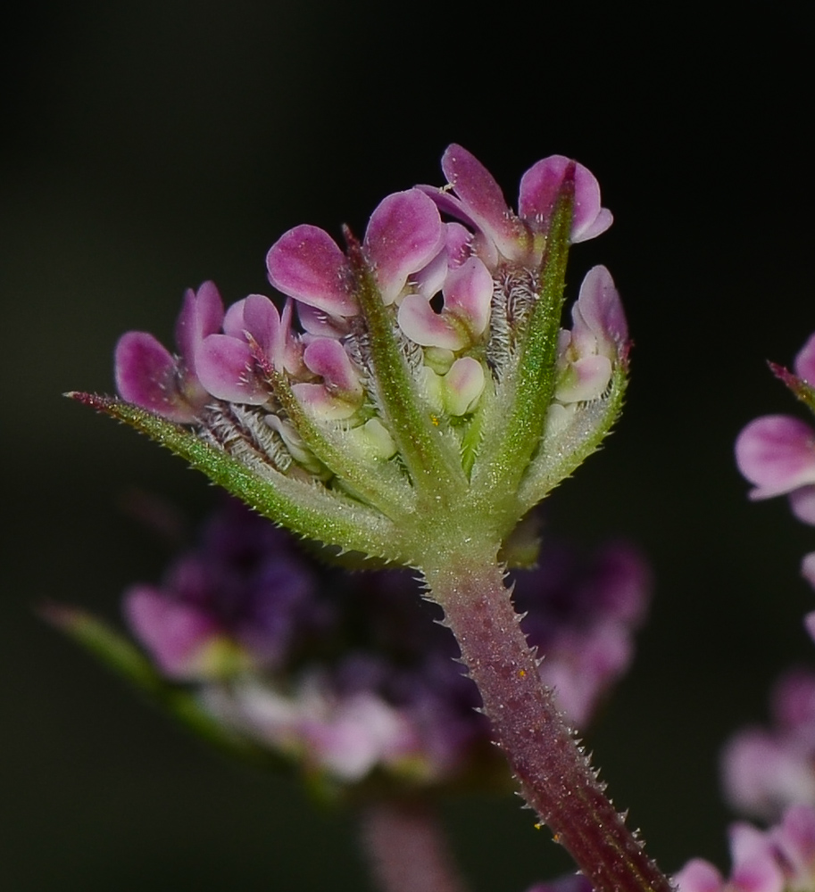 Image of Daucus glaber specimen.