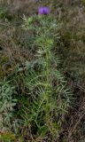 Cirsium ligulare