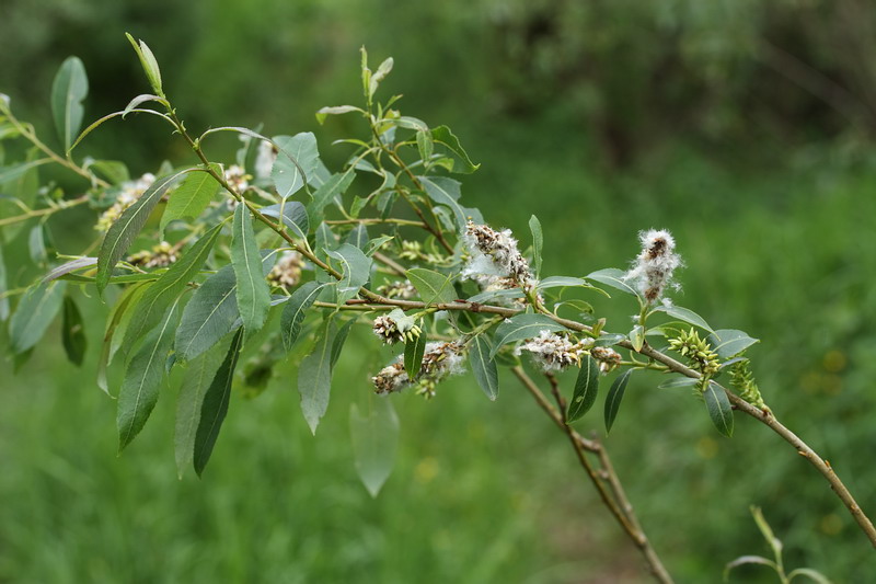 Image of Salix triandra specimen.