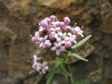 Valeriana fedtschenkoi