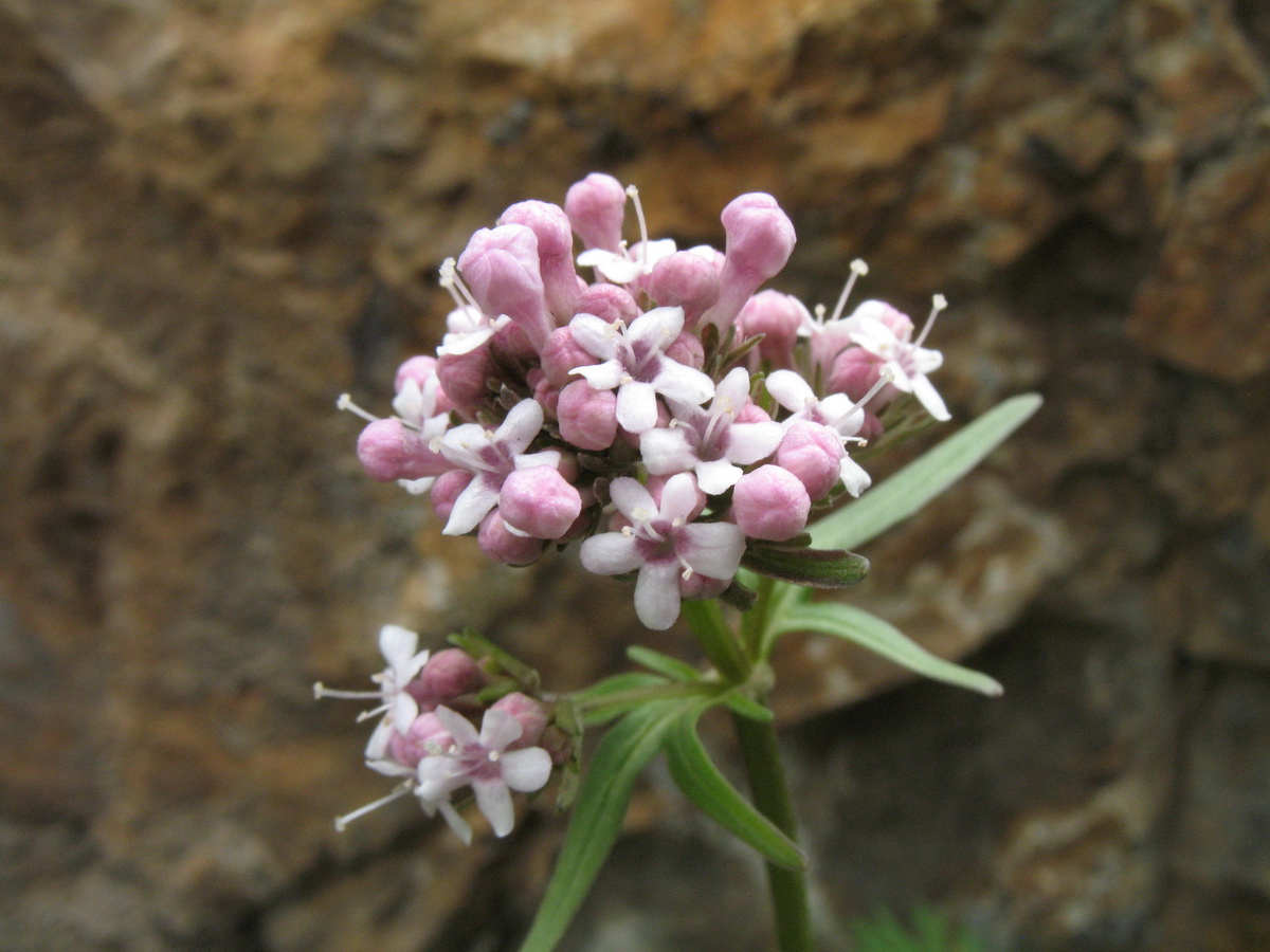 Изображение особи Valeriana fedtschenkoi.