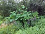 Heracleum sosnowskyi