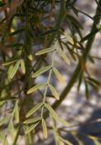 Astragalus varius