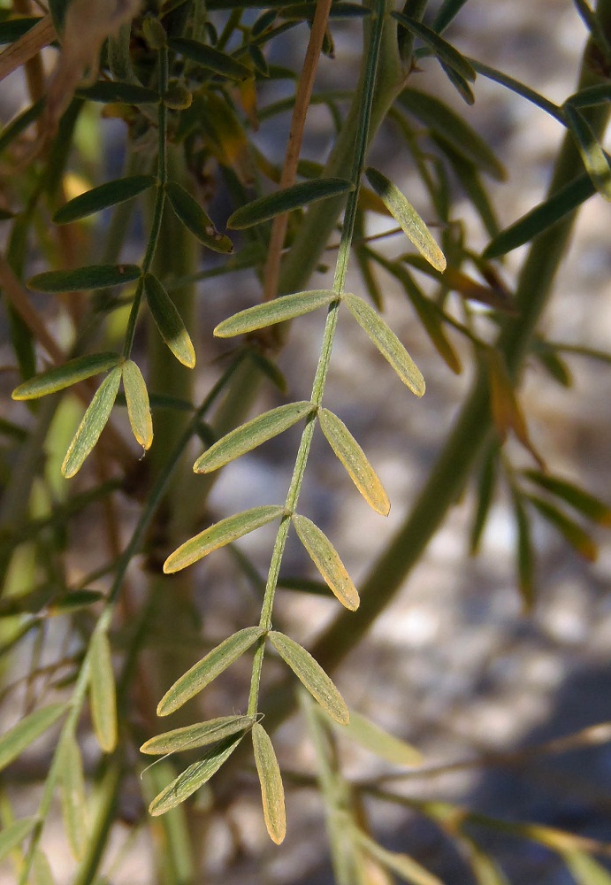 Изображение особи Astragalus varius.