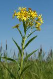 Senecio paludosus. Верхушка цветущего растения. Ленинградская обл., Волосовский р-н, окр. дер. Большое Заречье, травяное болото на известняке. 26.07.2014.