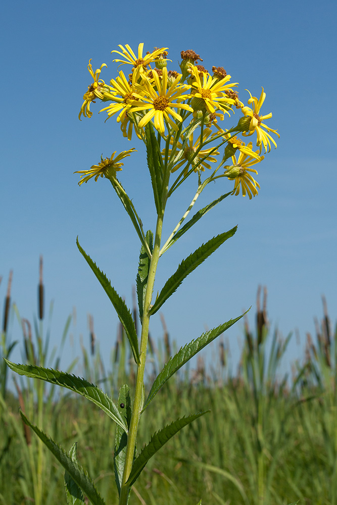 Image of Senecio paludosus specimen.