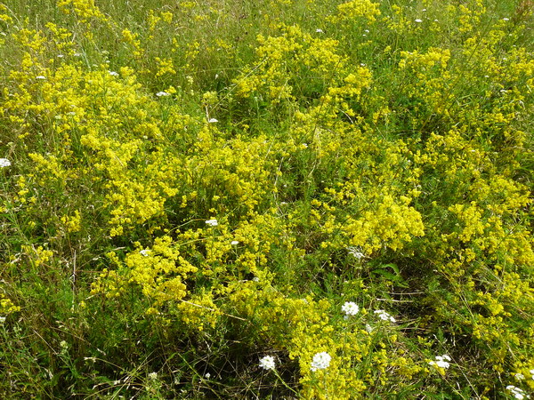 Изображение особи Galium verum.