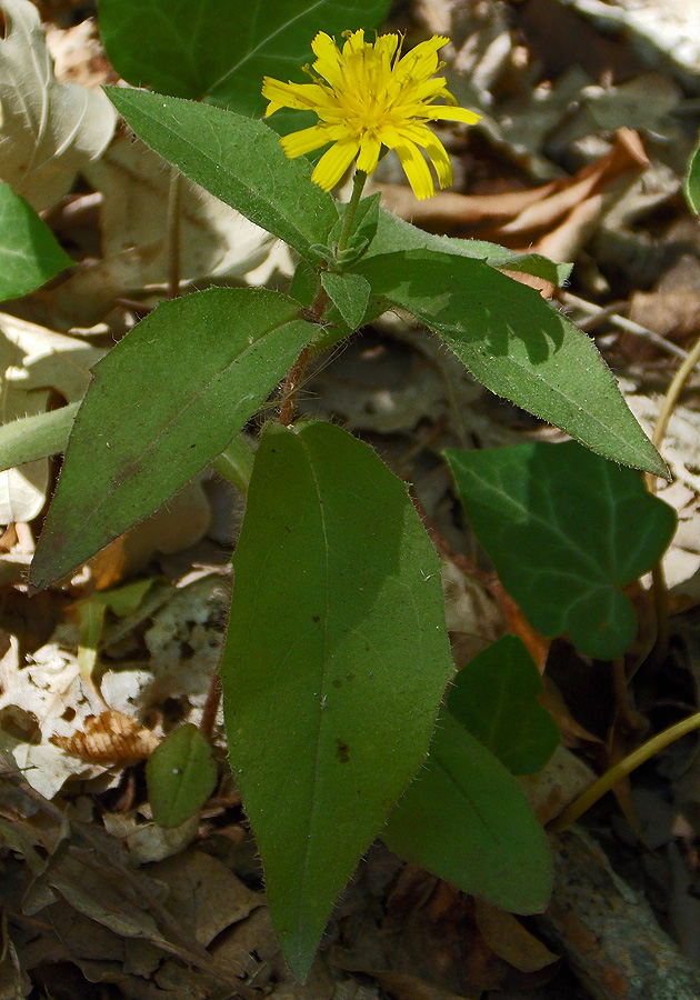 Image of Hieracium scabiosum specimen.