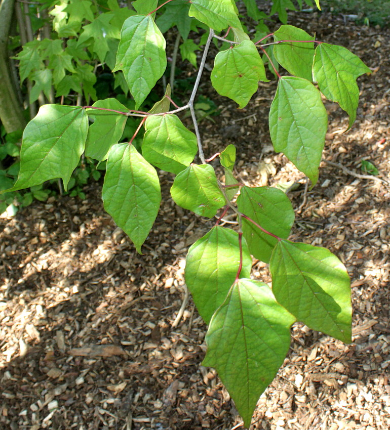 Image of Alangium chinense specimen.