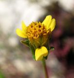 Bidens bipinnata