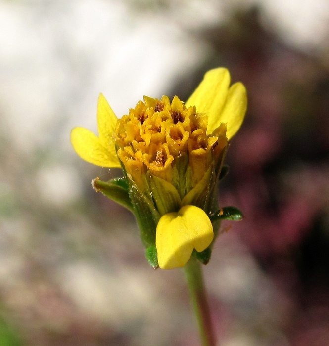 Image of Bidens bipinnata specimen.