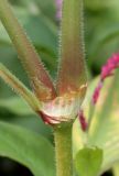 Persicaria orientalis. Разветвление. Германия, г. Крефельд, Ботанический сад. 06.09.2014.