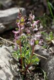Corydalis ledebouriana. Цветущие растения. Южный Казахстан, горы Алатау, Западное ущелье, ~1000 м н.у.м. 11.04.2014.