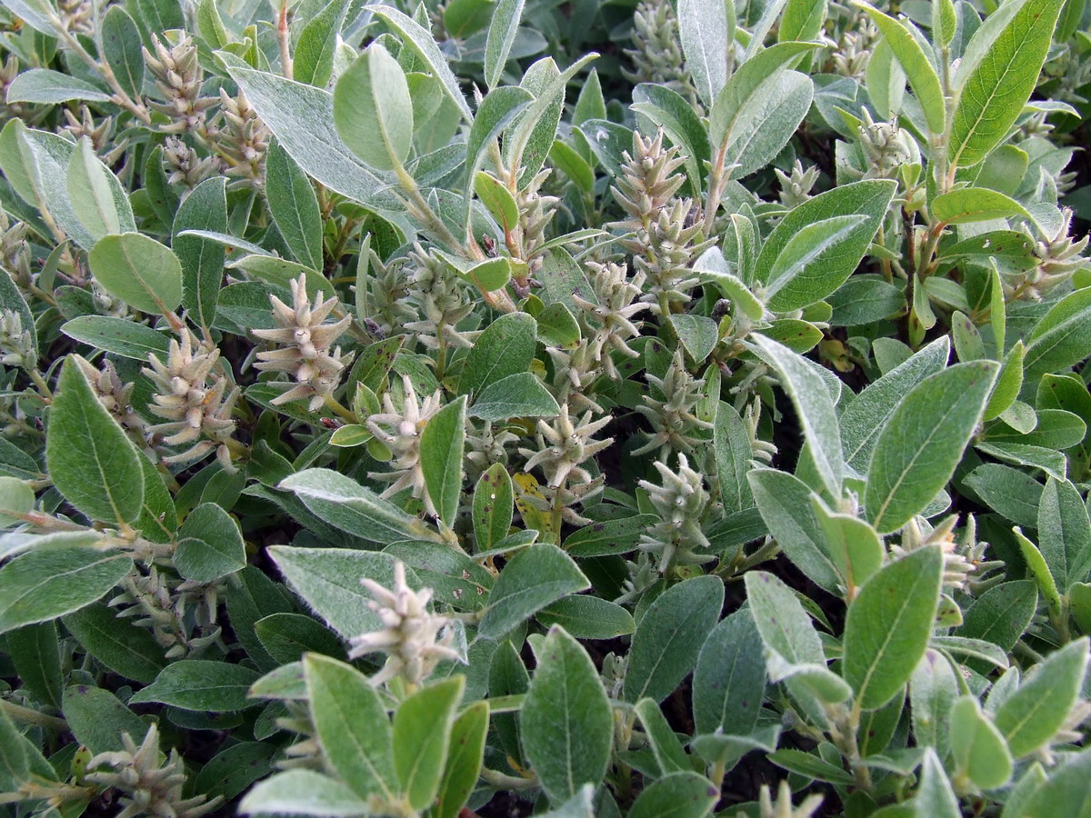 Изображение особи Salix glauca.