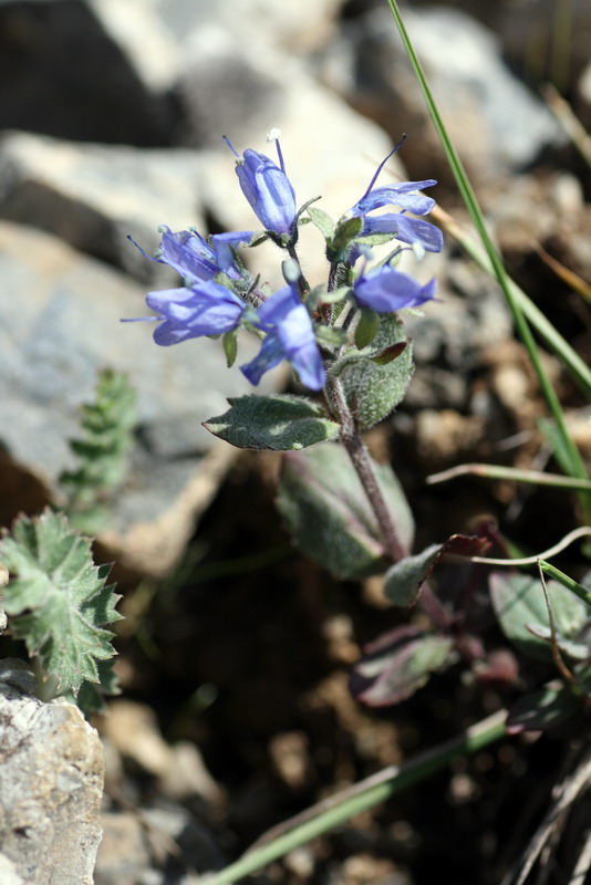 Image of Veronica luetkeana specimen.