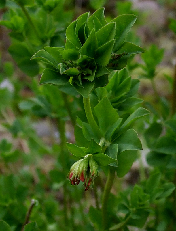 Изображение особи Lotus norvegicus.