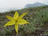 Tulipa australis