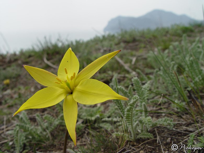 Image of Tulipa australis specimen.