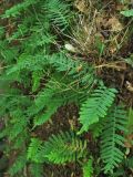 Polypodium interjectum