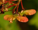 Acer pseudosieboldianum