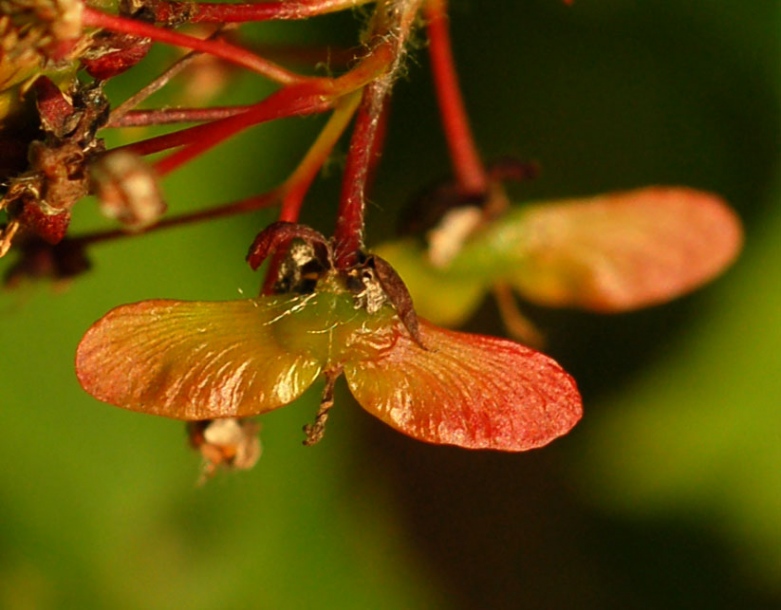Image of Acer pseudosieboldianum specimen.