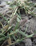 Crypsis schoenoides