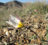 Tulipa biflora