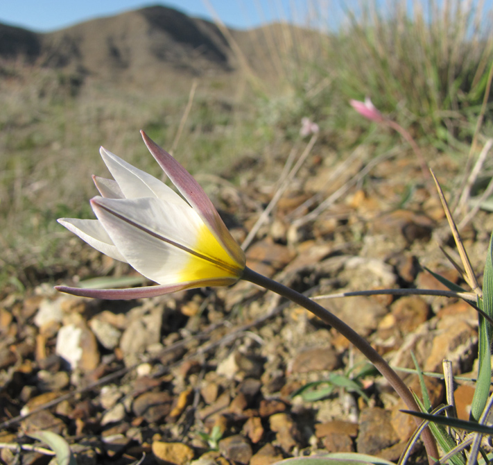 Изображение особи Tulipa biflora.