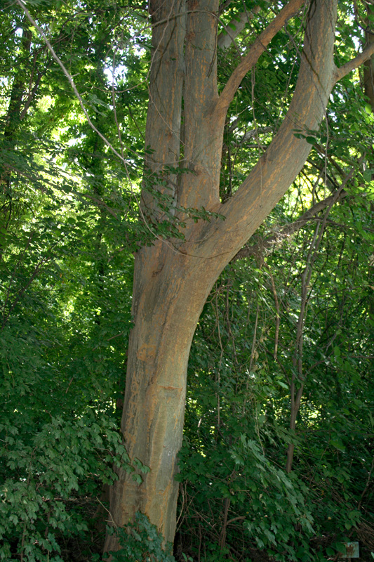 Image of Zelkova carpinifolia specimen.