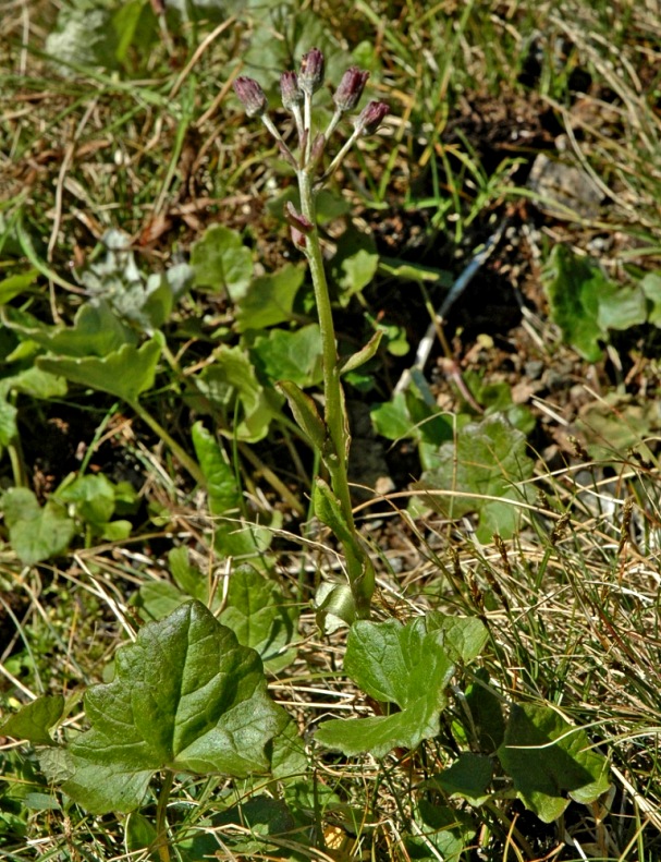 Image of Petasites frigidus specimen.