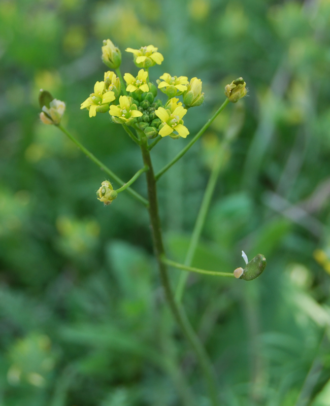 Image of Draba nemorosa specimen.