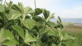Marrubium vulgare