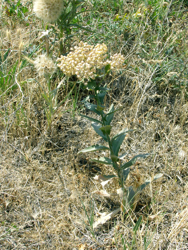 Изображение особи Cardaria repens.