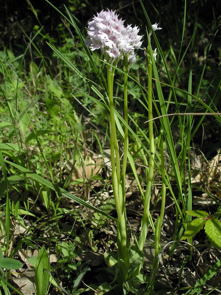Изображение особи Neotinea tridentata.